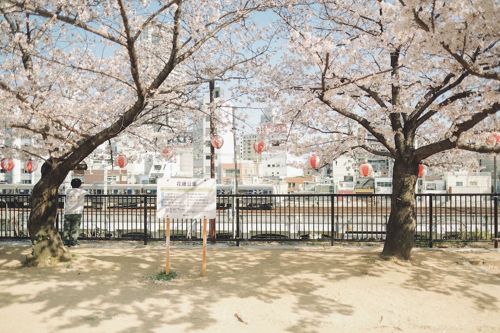 花隈公園　櫻花